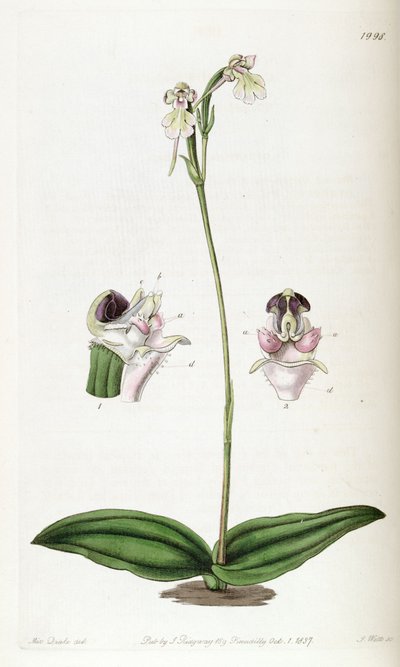 Cynorkis fastigiata by Miss Drake